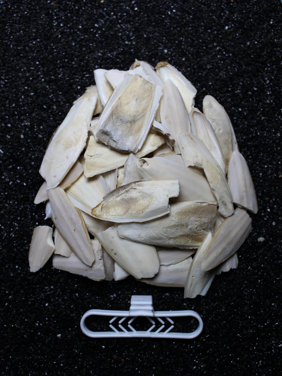 Petistera 2. Kalite Kırık Kalamar Kemiği 100 gr + Tutacak