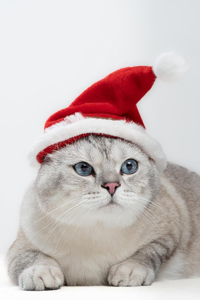 Patipatron Yeni Yıl Kedi Şapkası Lastikli Yılbaşı Şapkası Yetişkin Kedi (Yetişkin)
