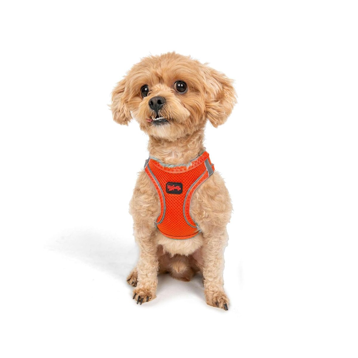 Tailpetz Air-Mesh Küçük ve Orta Irk Kedi Köpek Göğüs Tasması - Yumuşak, Nefes Alabilir, Dayanıklı (N