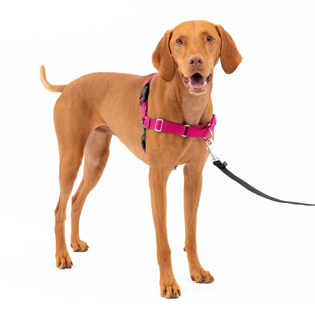 PetSafe Easy Walk No-Pull Köpek Göğüs Tasması, Çekmeyi Önlemeye Yardımcı, Kontrolü Ele Alın ve Tasmayla Daha İyi Yürümeyi Öğretin, Evcil Hayvanların Yürürken Çekmesini Önlemeye Yardımcı