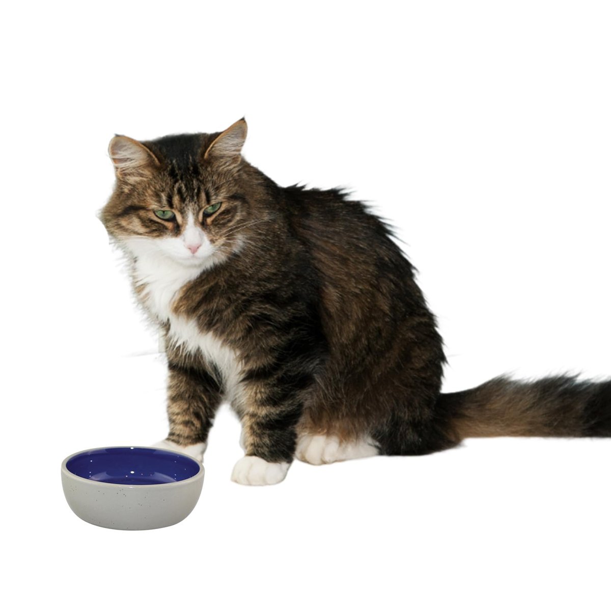 SPOT Ethical 5 İnç Kedi veya Sürüngen Seramik Tabak