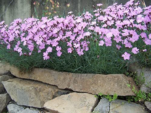 Dianthus Kır Pembesi Çiçeği Tohumu (50 adet)