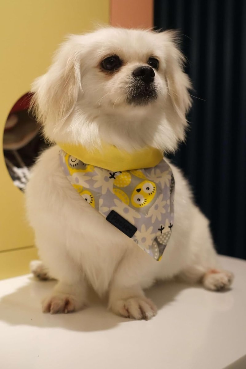 Patiset Baykuş Desenli Sarı Köpek Fuları Bandanası Köpek Kıyafeti Sarı XS