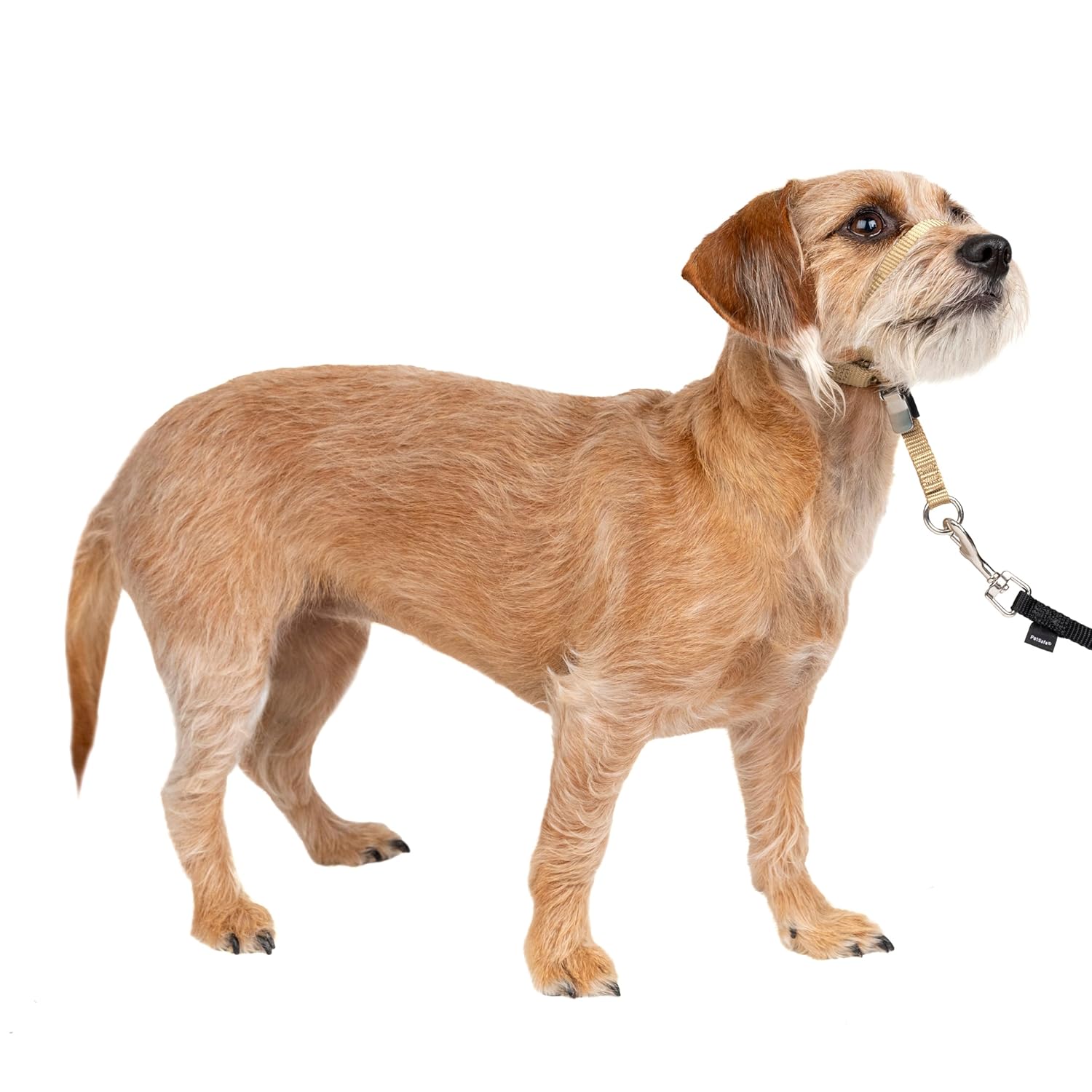 PetSafe Nazik Lider Çekmesiz Köpek Başlığı - Çekmenin En İyi Çözümü - Köpeğinizin Çekmesini Daha Kolay Yürüyüşler İçin Yönlendirir - Kontrolü Yeniden Kazanmanıza Yardımcı Olur - Küçük, Açık Kahverengi