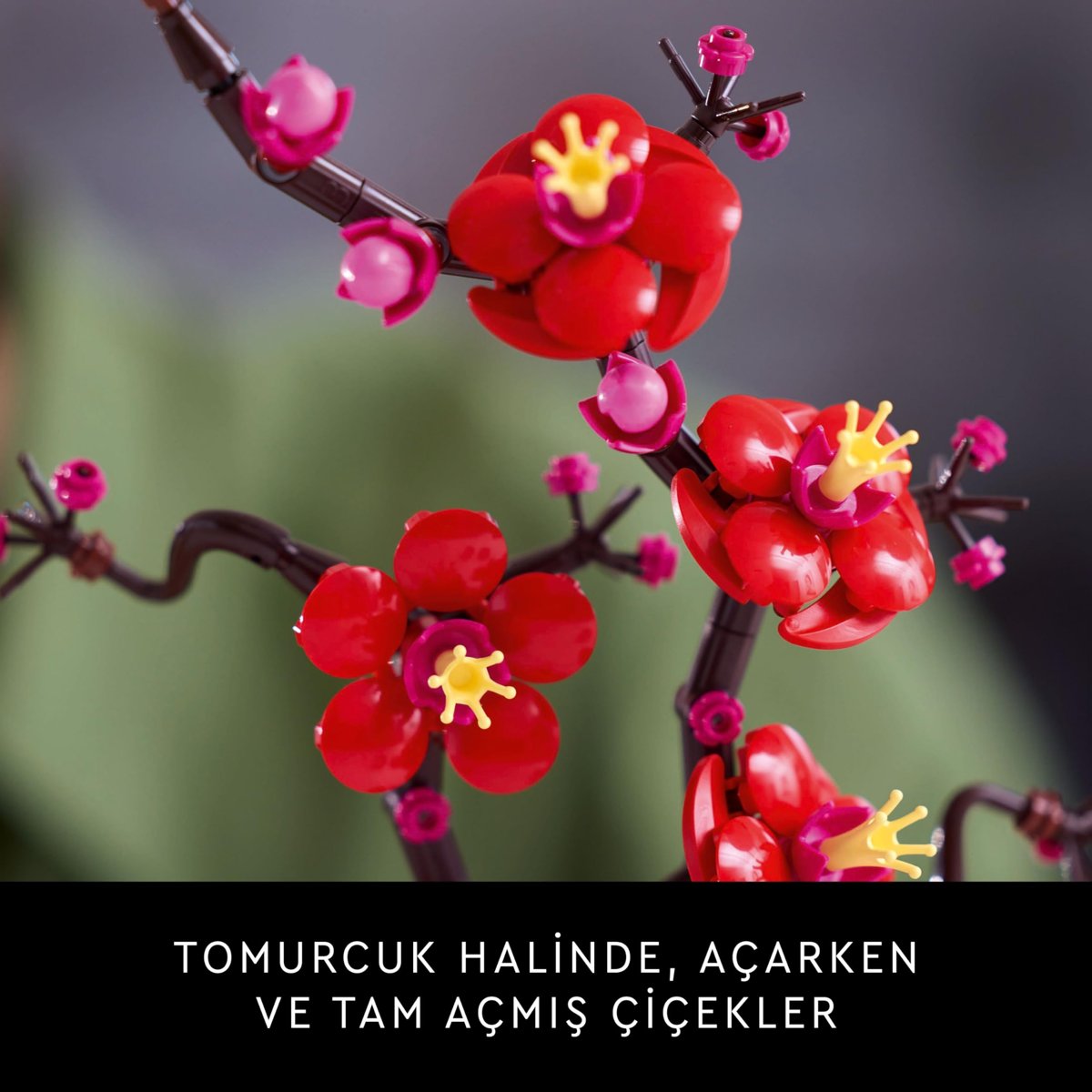 LEGO Botanicals Erik Çiçeği 10369