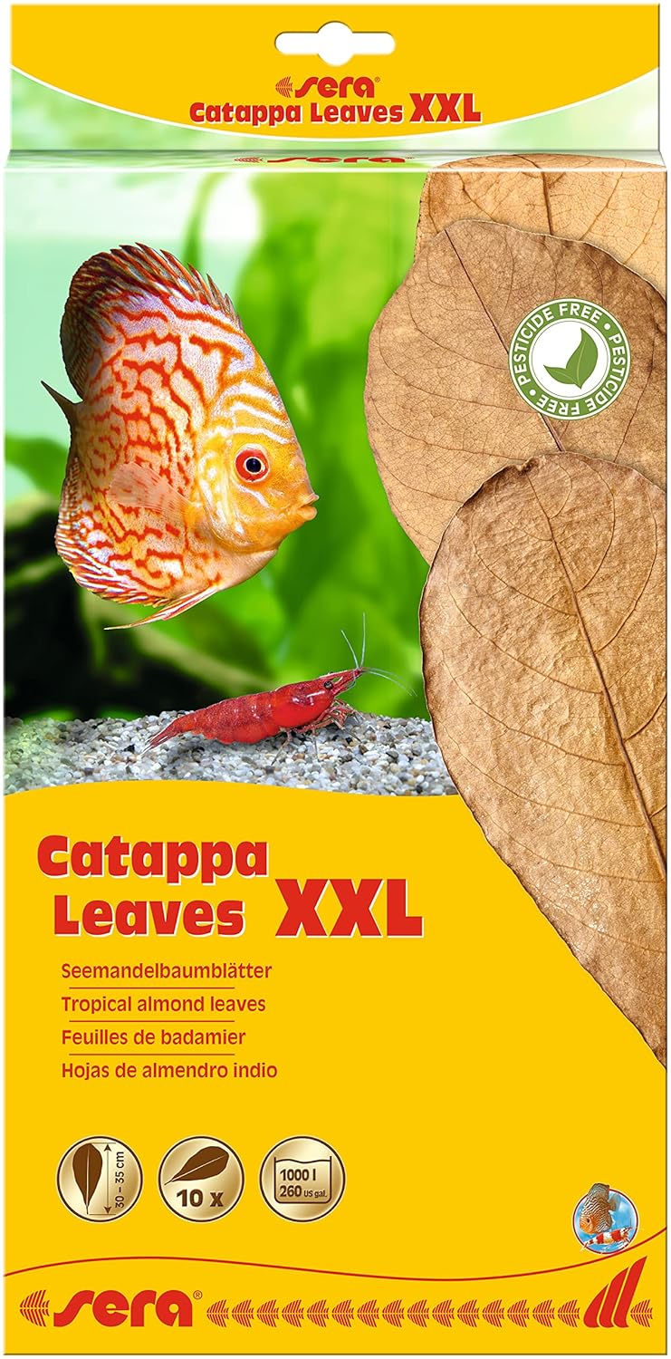 Sera Catappa Yaprağı XXL 32 Cm