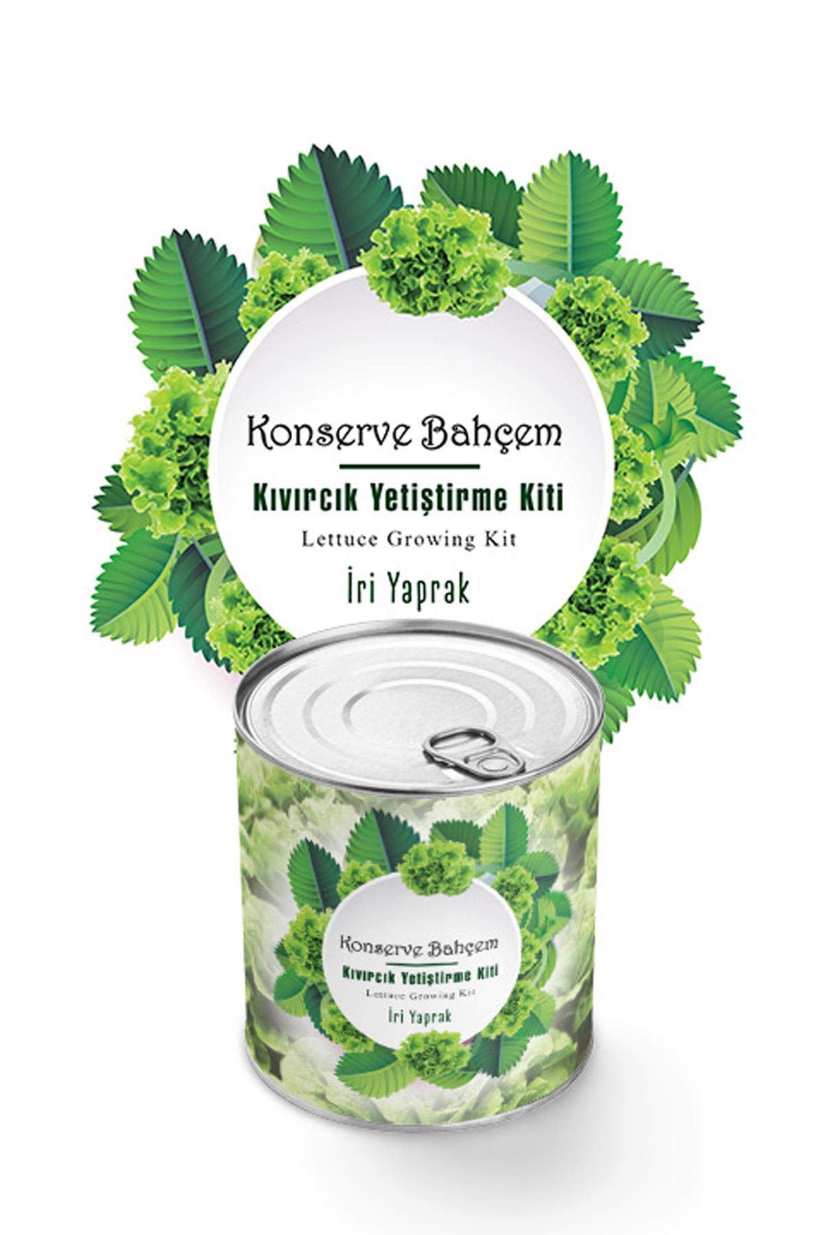Buffer Konserve Bahçem Evde Konservede İri Yapraklı Kıvırcık Yetiştirme Kiti
