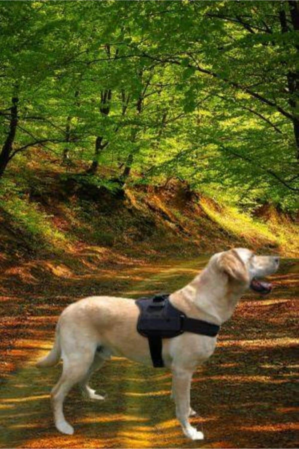 bypet Köpek Göğüs Tasması Büyük Irk Köpek Tasması Dog Police K9 Tasma