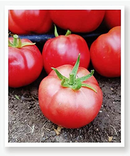 AGRODAL TARIM ATA TOHUMU YERLİ PEMBE KÖY DOMATESİ 100 ADET TOHUM