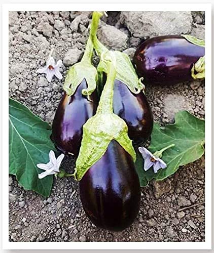 AGRODAL TARIM Ata Tohumu Yöresel Doğal Topak Patlıcan Adana 100 Ad Tohum