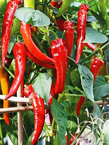 Erdem Garden Doğal Acı Hatay Biberi Tohumu 100 Ad. Tohum