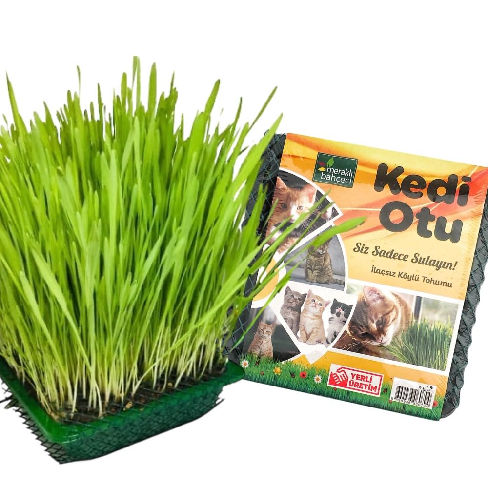 Meraklı Bahçeci Kedi Çimi - Kedi Sindirim Sistemini Rahatlatıcı Sağlıklı Kedi Otu