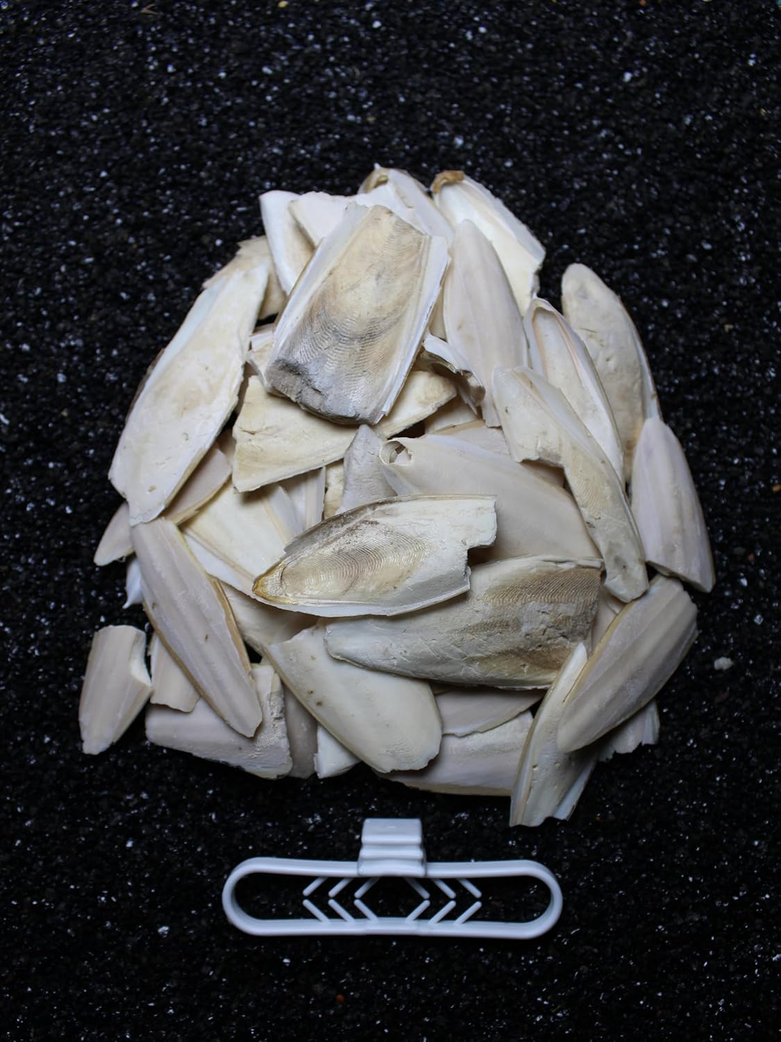 Petistera 2. Kalite Kırık Kalamar Kemiği 100 gr + Tutacak