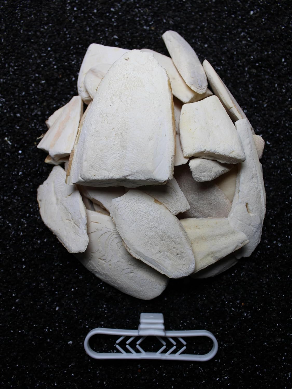 1. Kalite Temizlenmiş Kırık Kalamar Kemiği 100 gr + Tutacak