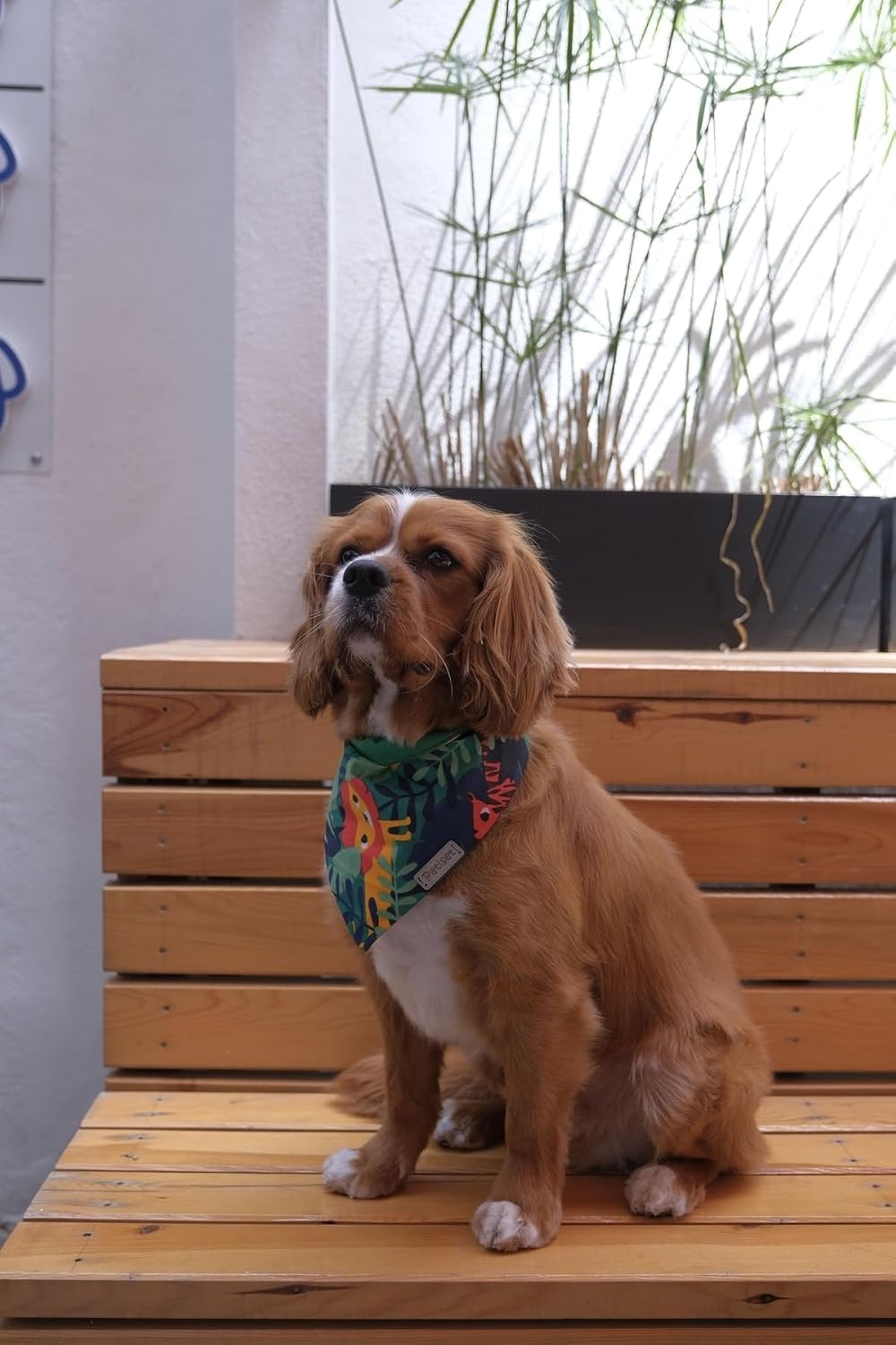 Patiset Hayvan Desenli Köpek Fuları Bandanası Köpek Kıyafeti Yeşil M