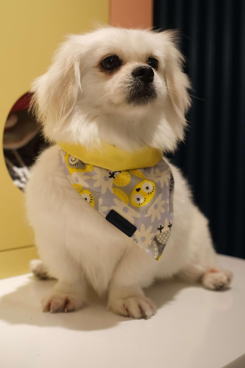 Patiset Baykuş Desenli Sarı Köpek Fuları Bandanası Köpek Kıyafeti Sarı XS