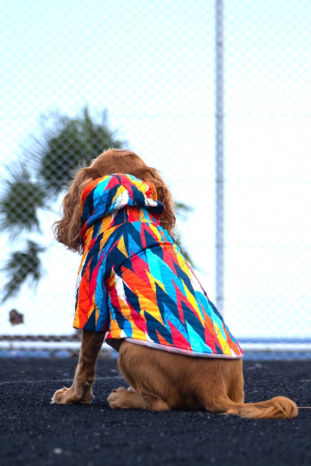 Verlina Zigzag Renkli Köpek Mont-rahat Köpek Kıyafeti Mavi Turuncu XL