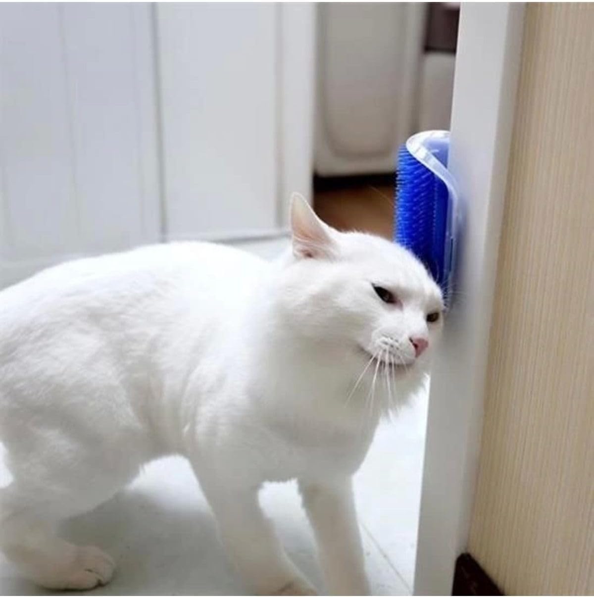 Kedi Kaşınma ve Taranma Aparatı Duvara Monte Edilebilir Kedi Kaşınma