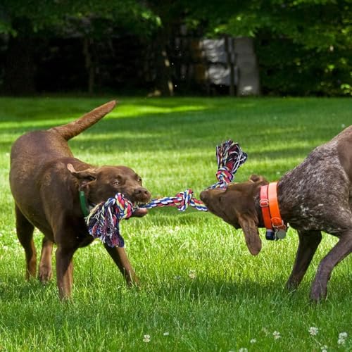 Valkyrie 2’li Büyük Boy Köpek Halat Oyuncağı Seti Isırma Çekiştirme Diş Kaşıma Eğitim İpi