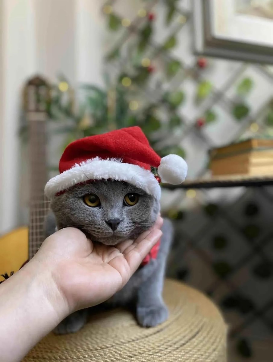 Patipatron Yeni Yıl Kedi Şapkası Lastikli Yılbaşı Şapkası Yetişkin Kedi (Yetişkin)