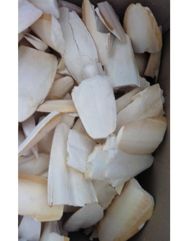 PureCanpati Small Boy Kalamar Kemiği, 100 Gram