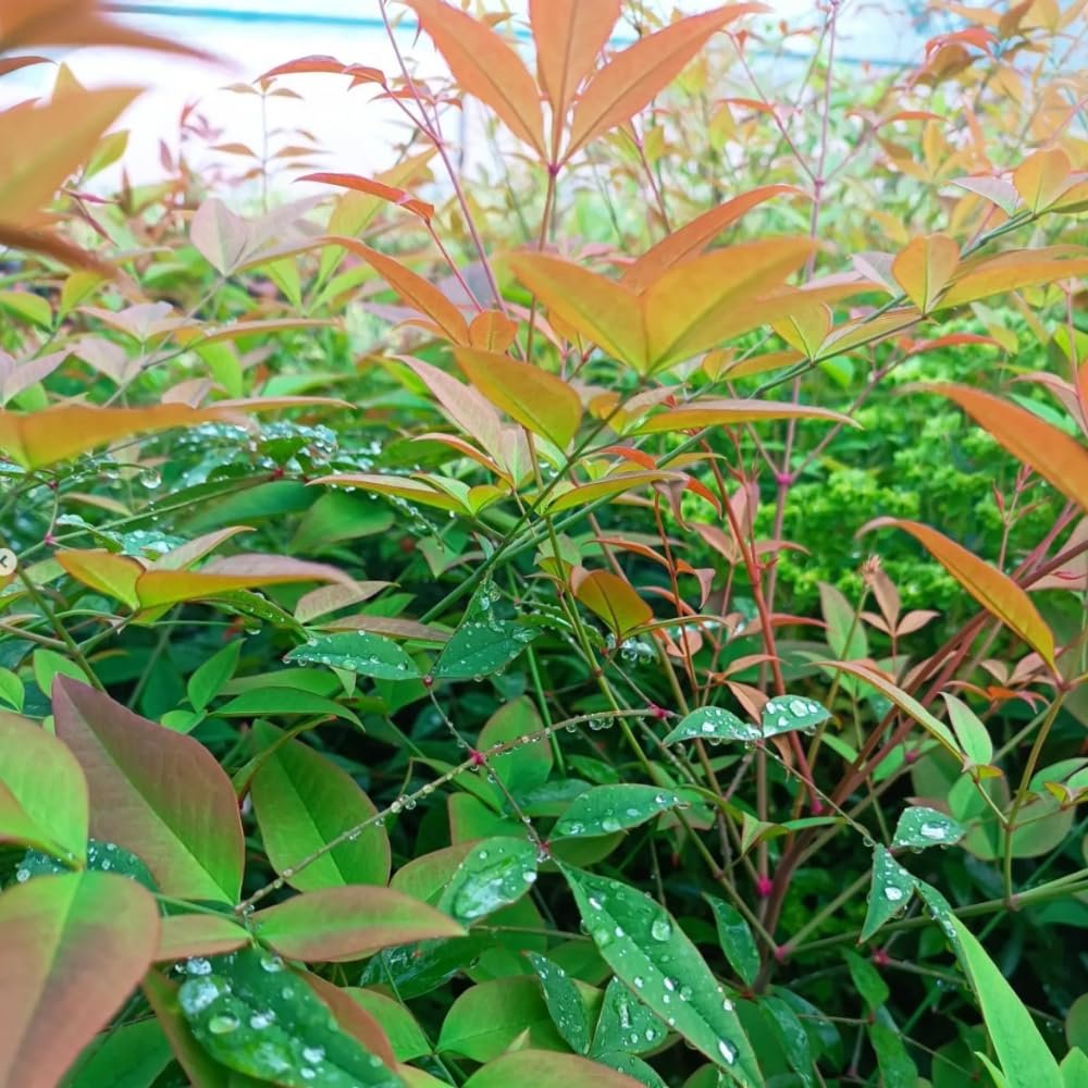 Fidan Sepetim 10 Adet Cennet Bambusu Bitkisi Nandina Domestica 60-80 Cm